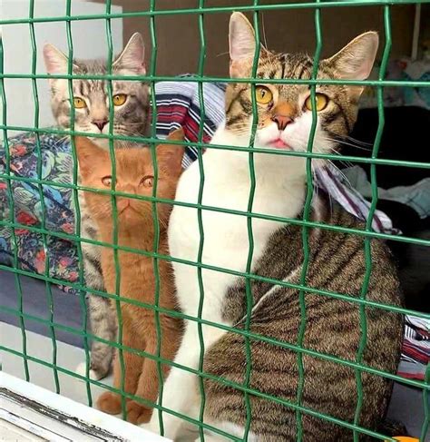 全身茶色。茶色いブリティッシュショートヘアーの子猫に ...