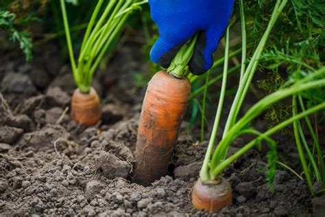 How To Grow Your Best Carrots Ever From Seed To Harvest