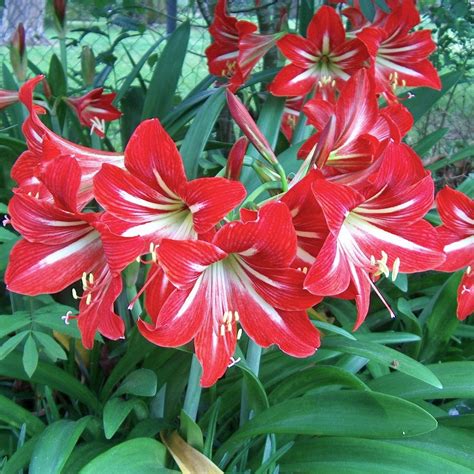 Hippeastrum X Johnsonii Hardy Amaryllis Bulbs St Josephs Lily