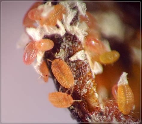 Saissetia Oleae Hemiptera Bugs Aphids Scale Insects And Hoppers Of