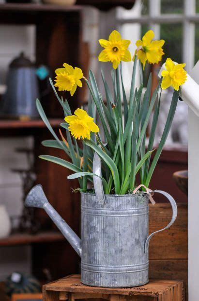 Hyacinth bulbs are fragrant and can be grown in the garden or you can grow hyacinth bulbs order fall bulbs starting in april to guarantee the best selection. Forcing Tulips Daffodils and Hyacinth Bulbs Indoors for ...