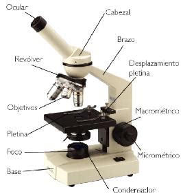 Los puntos focales del ocular están montados en la parte superior del tubo del instrumento de aumento. Brofrien: El Microscopio y sus Partes