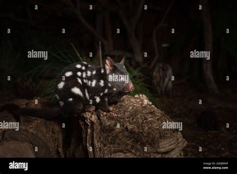 Closeup Of An Eastern Quoll On A Log In The Zoo Stock Photo Alamy
