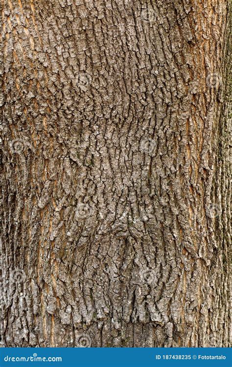 Elm Tree Bark Closeup Texture Stock Image Image Of Board Rough