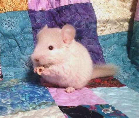 Keep your loved ones happy, and your pets safe. Chinchilla babies FOR SALE ADOPTION from Augusta Maine ...
