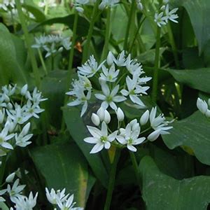 Grazie ai fiori bianchi, in giardino, è possibile creare delle macchie profumate, siepi o una. Fiori Bianchi Orto Spontanee - Erbe Selvatiche Kousmine ...