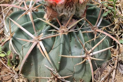 Celery is a fibrous stalk. The Creek Journal: May Day: Horse-crippler Cactus, Agave ...