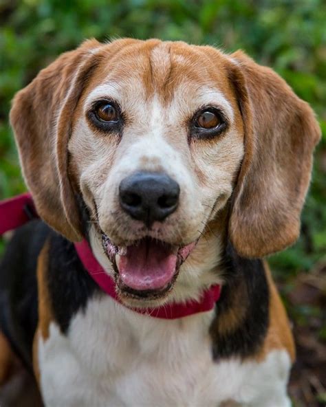 The forms are approved by our team who makes sure the adopter is ready and equipped for a new dog. Beagle dog for Adoption in Miami, FL. ADN-490207 on ...