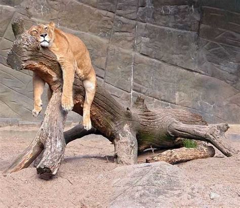 After Seeing These Funny Lazy Animals You Will Go Rofl