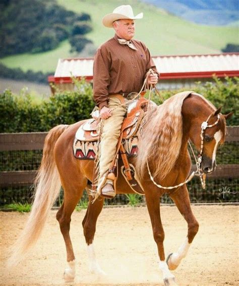 Maybe you would like to learn more about one of these? Pin on Western Arabians
