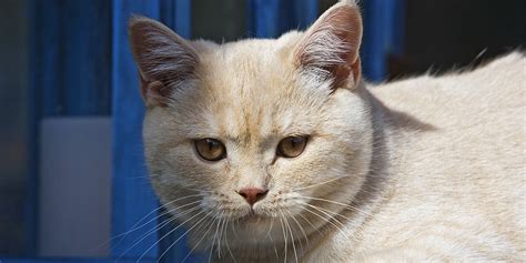 British Shorthair International Cat Care