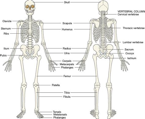 Human Body Anatomy Bone Structure Bone Structure Anatomy Explained Images