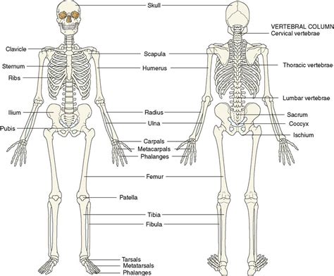 32 The Musculoskeletal System Nurse Key