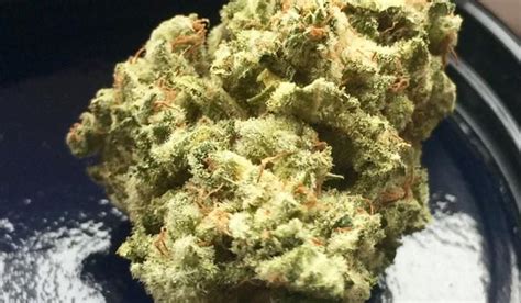 Allkush Strain Review - I Love Growing Marijuana