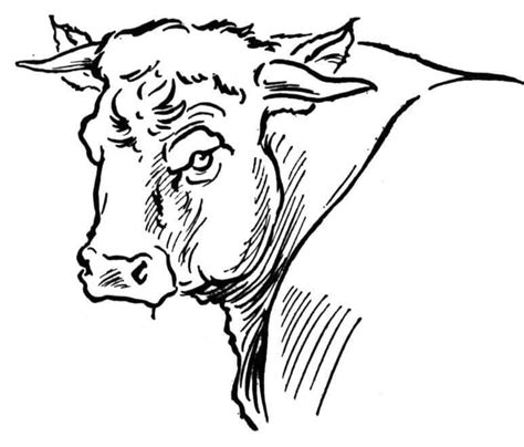 Bucking Bull Coloring Pages