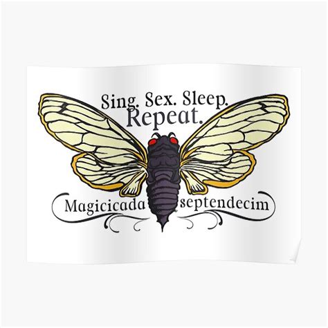 sing sex sleep repeat cicada life cycle specimen poster by darth1234 redbubble