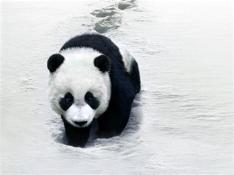 Baixar De Papel De Parede Panda Tumblr