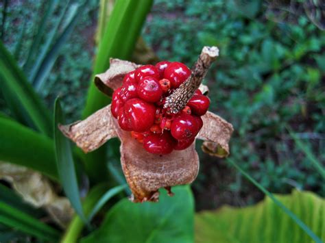 Images Gratuites Arbre La Nature Fruit Feuille Fleur Vert Rouge