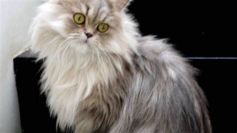 How Much Are Persian Cats Worth Cat Meme Stock Pictures And Photos