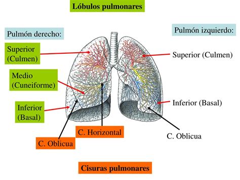 Ppt Aparato Respiratorio Powerpoint Presentation Free Download Id