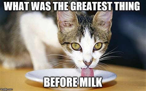 Cat Drinking Milk Meme Imgflip