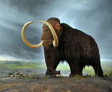 26 Best Ideas For Coloring Woolly Mammoth Facts