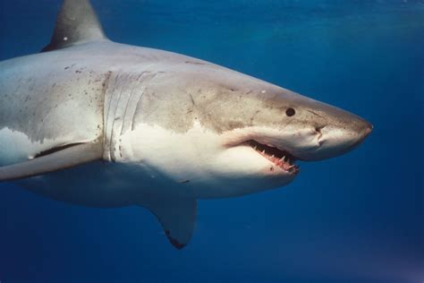Shark Fish Facts And Latest Pictures 2013 Beautiful And Dangerous