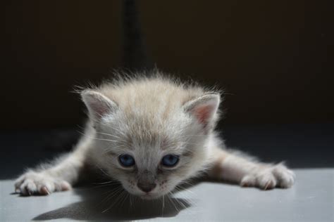 Kitten Baby Cat Feline Cute Little Free Stock Photo Public Domain