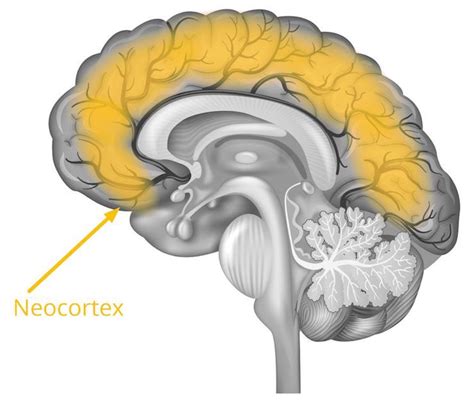 The T Of The Human Brain Infinicog Medium