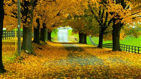 Road With Yellow Leaves Between Autumn Leafed Trees With