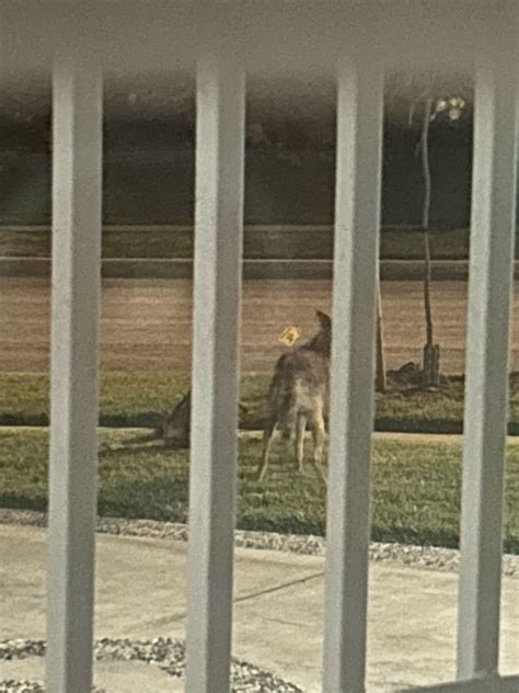 Two Coyotes Playing On My Front Lawn Just 15 Minutes Ago View Park