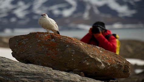 Meet The Wildlife Of Svalbard Chimu Adventures Blog