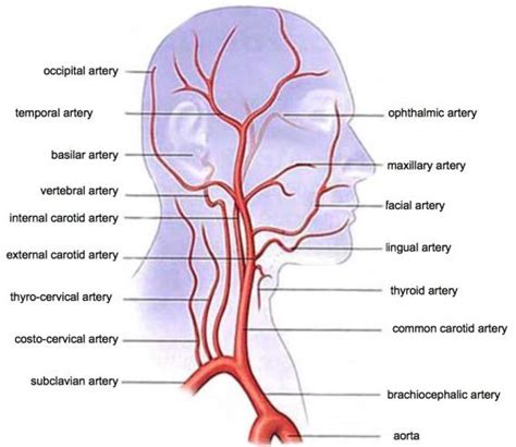 The carotid artery pulse can normally be felt in the neck by pressing the fingertips against the side of the windpipe, or trachea. carotid - anatomy | vascular.expert