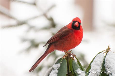 38 Red Bird In Snow Wallpaper Wallpapersafari