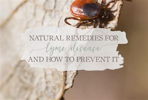 Natural Remedies For Lyme Disease And How To Prevent It Growing Up Herbal