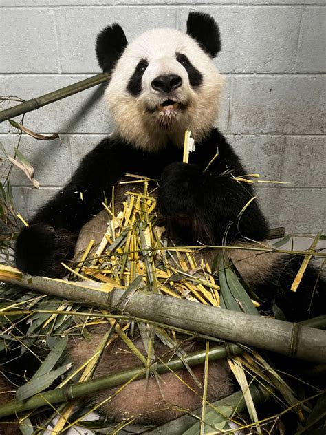 Panda Updates Monday January 23 Zoo Atlanta