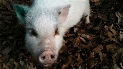 Petition · To Take The Potbellied Pig Out Of The Livestock Category