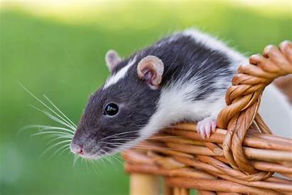 Rat Pet Wallpapers Rats Essential Animal Supplies