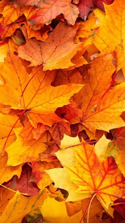 Iphone Autumn Leaves Wallpaper Hd Gambar Wallpaper Keren