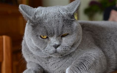 Download Wallpapers 4k British Shorthair Funny Cat Muzzle Gray Cat