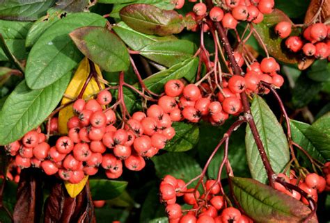Cotoneaster Berries Dundonald October © Albert Bridge Geograph
