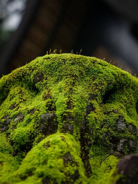 Green Moss Covered The Stones Stock Image Image Of Mossy Freshness