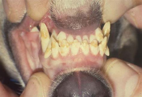 Teeth Enamel Disease In Dogs Vetlexicon Canis From Vetlexicon