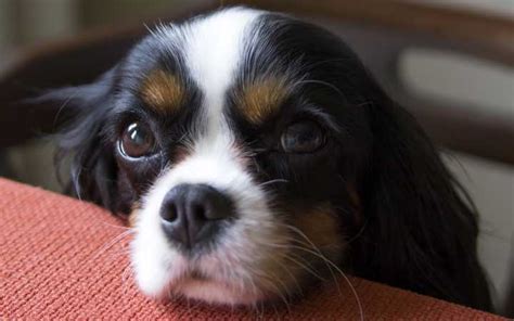 Busting Bad Dog Behavior Begging Pet Facts