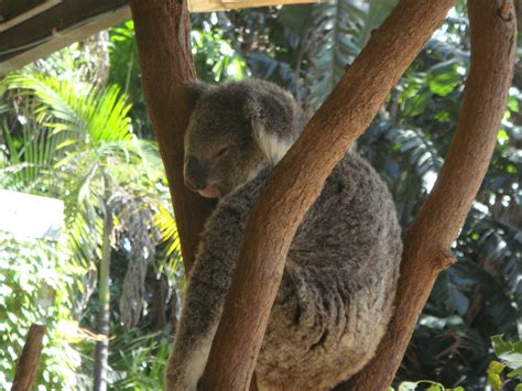 Brown Koala Bear Free Image Peakpx