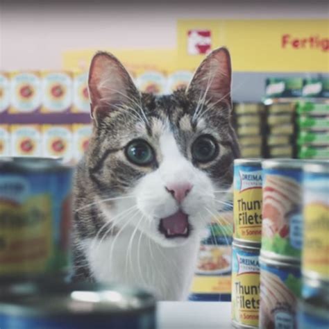 Blättern sie hier durch den online prospekt und entdecken sie die besten angebote aus der werbung kw 22 von netto mit dem scottie. Werbefilm Level "Miau": Die Netto-Katzen zerstören alles!
