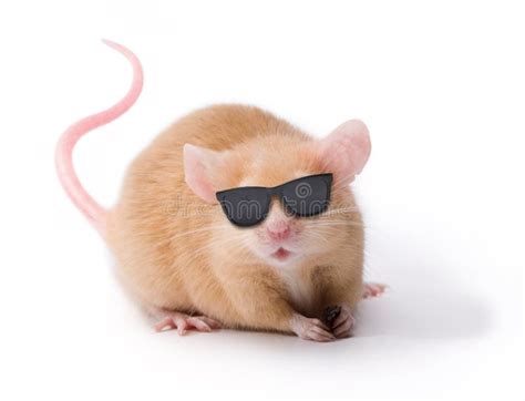 106 Best Ideas For Coloring Cute Mice Wearing Glasses