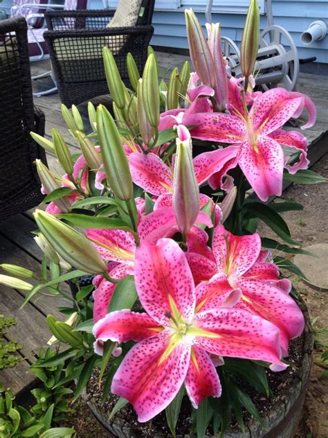 What time of year to plant stargazer lilies? Stargazer lilies | Stargazer lily, Lily, Stargazing