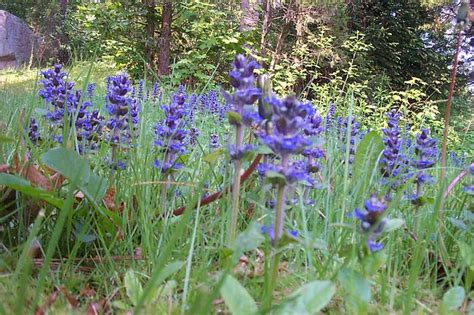 Anthocyanins are considered a colorant that is responsible for the red, purple, and blue hues, which is also. Purple weed flowers | Flickr - Photo Sharing!