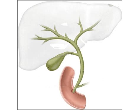 We did not find results for: Biliary System Anatomy